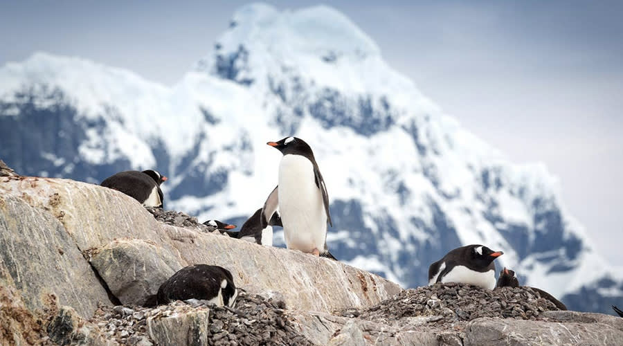 Antarctic Express: Crossing the Circle
