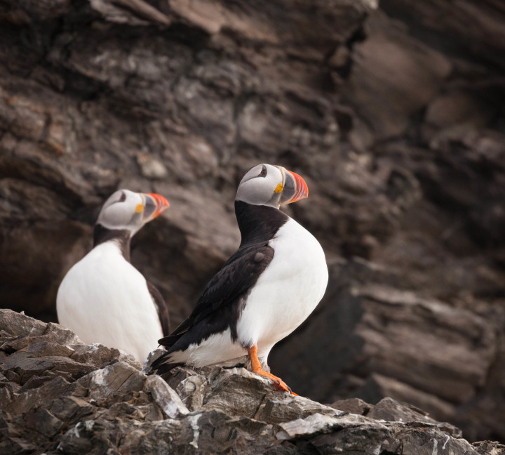 Scotland to Spitsbergen: Puffins, Sea Ice and Wildlife