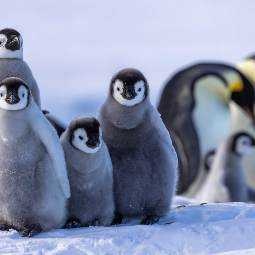 Snow Hill to the Peninsula: Shackleton’s Emperors