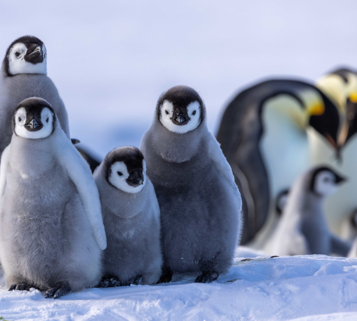 Snow Hill to the Peninsula: Shackleton’s Emperors