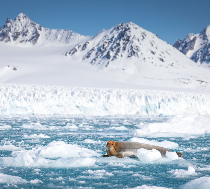 Spitsbergen Circumnavigation: A Rite of Passage