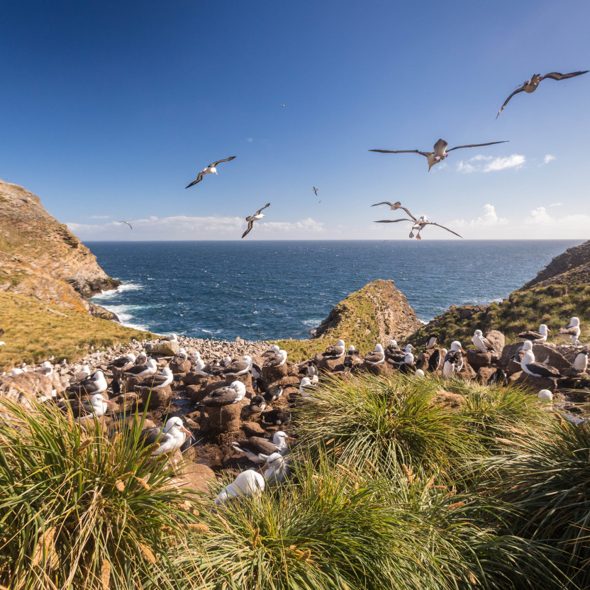 Falkland Islands and South Georgia: 20-Day Wildlife Adventure
