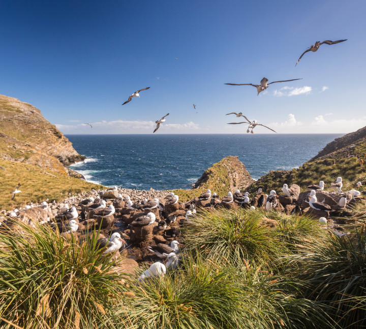 Falkland Islands and South Georgia: 20-Day Wildlife Adventure