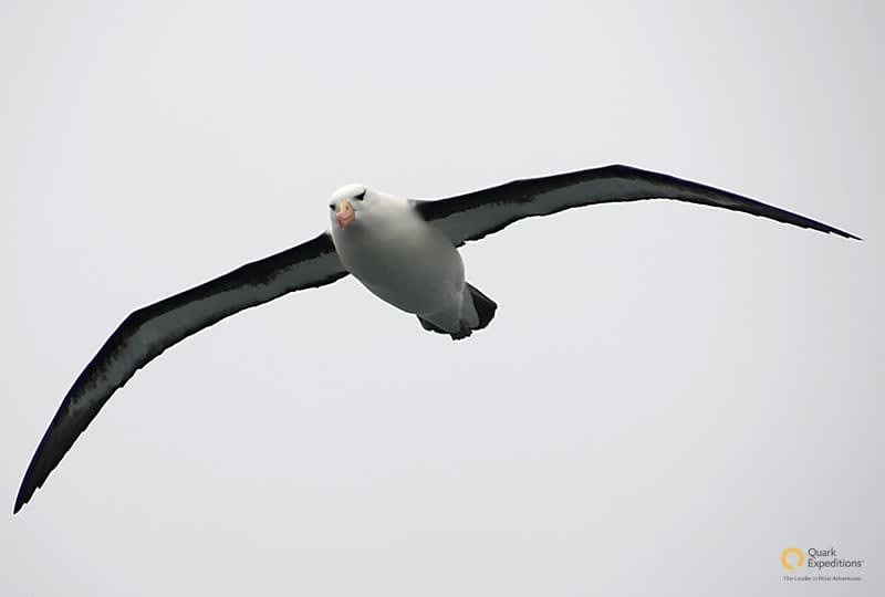 Albatross are among the many species birders can see in Chilean Patagonia.