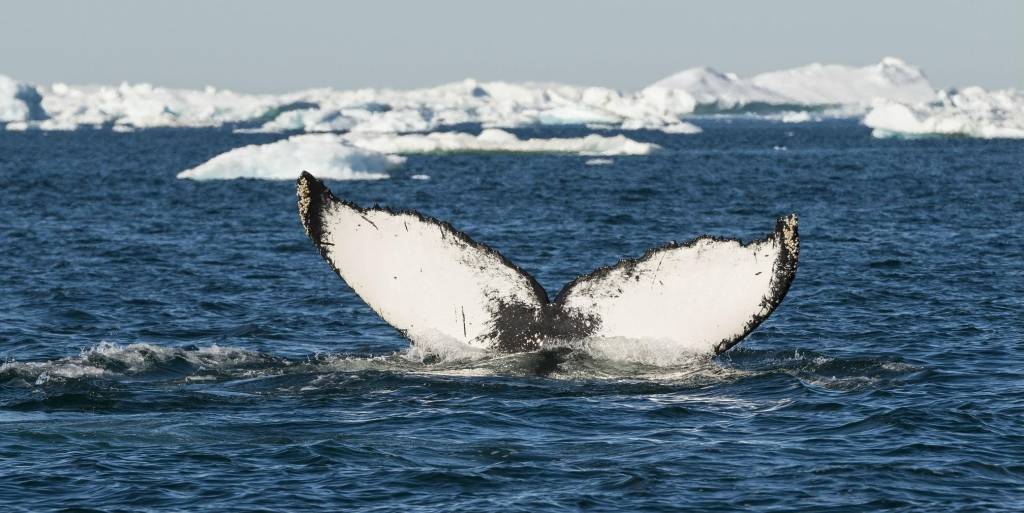 Photo: Humpback whale tail almost submerged. Photo credit: Visit Greenland