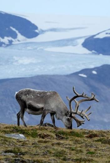 A reindeer in Spitsbergen - Photo Credit: Brian Haynes - 2015