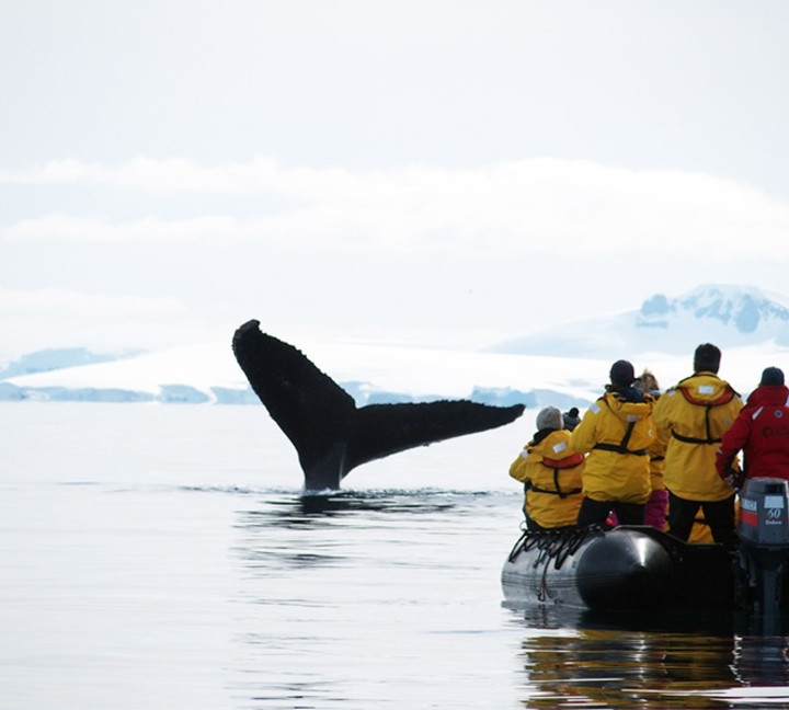 Passengers in a zodiac view a whale in Antarctica