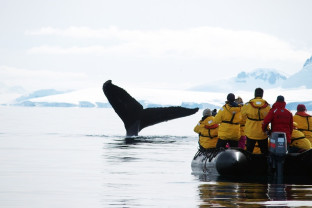 Passengers in a zodiac view a whale in Antarctica