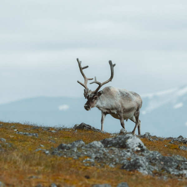 Arctic