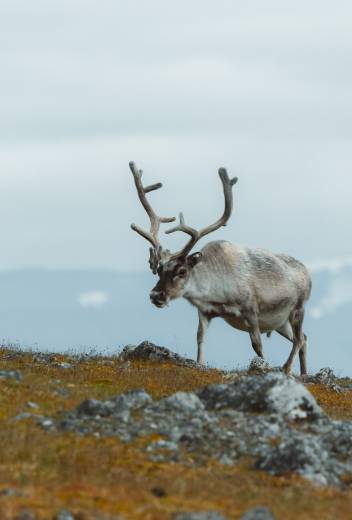 Arctic