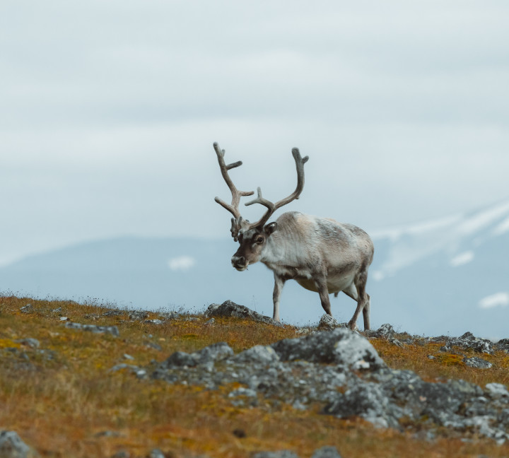 Spitsbergen Highlights: Wildlife Capital of the Arctic
