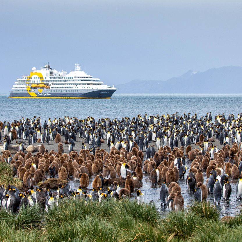 Falkland Islands and South Georgia: 20-Day Wildlife Adventure