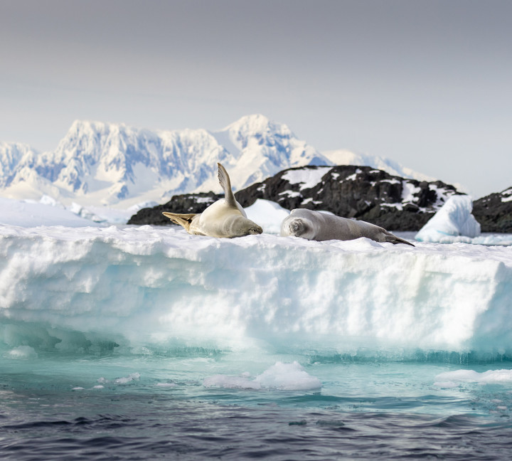 Antarctic Peninsula: Crossing the Circle