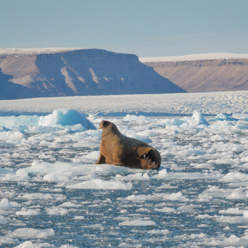 Canadian Arctic: Wildlife, Helicopters, and the Northwest Passage