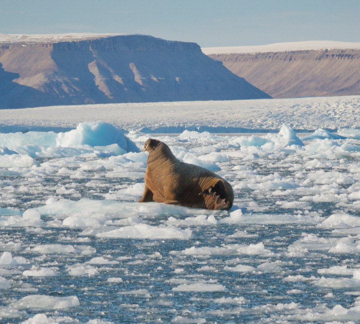 Canadian Arctic: Wildlife, Helicopters, and the Northwest Passage