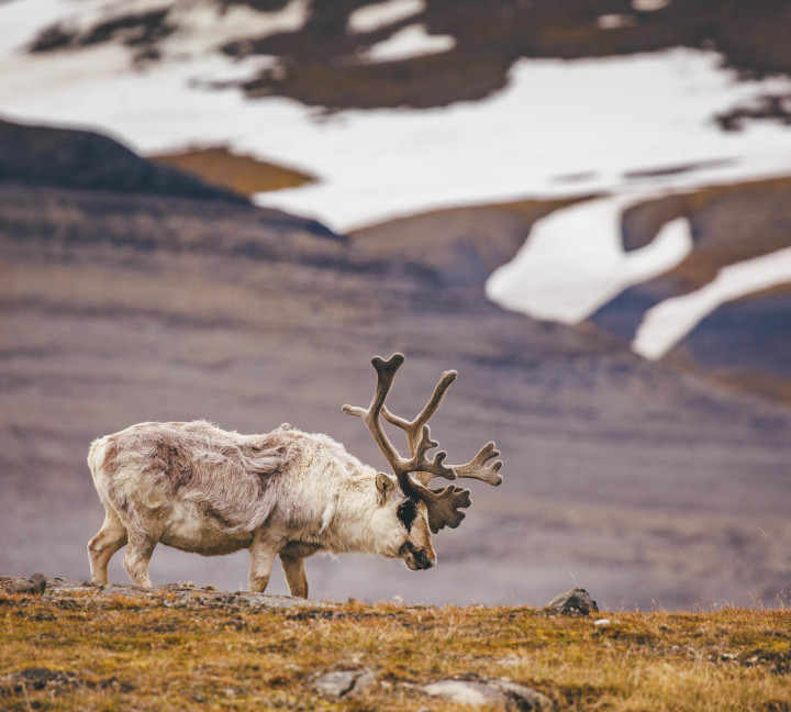 Svalbard in Summer: Tundra, Whales and Wildlife