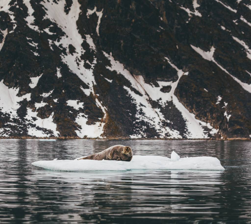 Guests spot a bearded seal resting on an iceberg while Zodiac cruising.