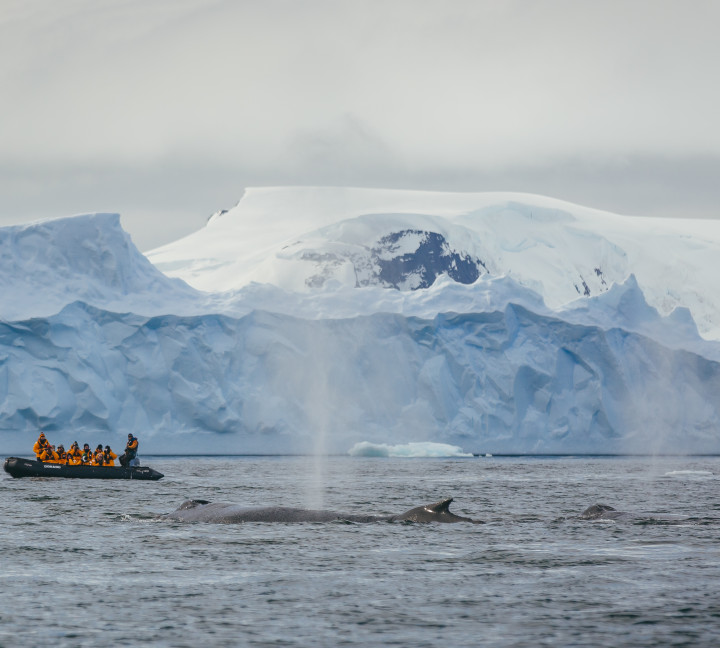 Guests in a zodiac witness a whale breaching in the Antarctic Peninsula.