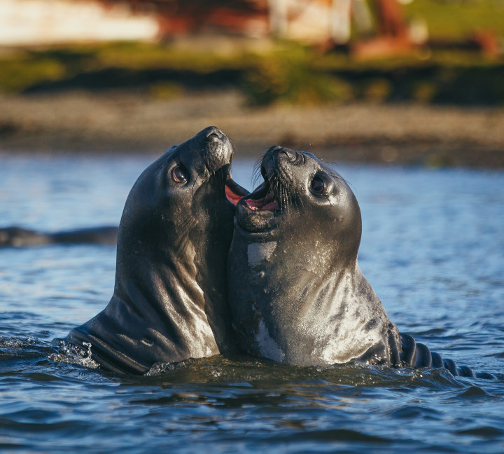 Falkland Islands and South Georgia: 20-Day Wildlife Adventure