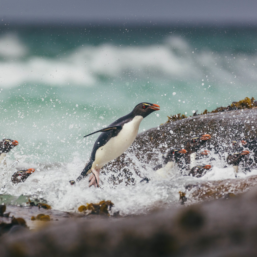 Falkland Islands and South Georgia: 20-Day Wildlife Adventure