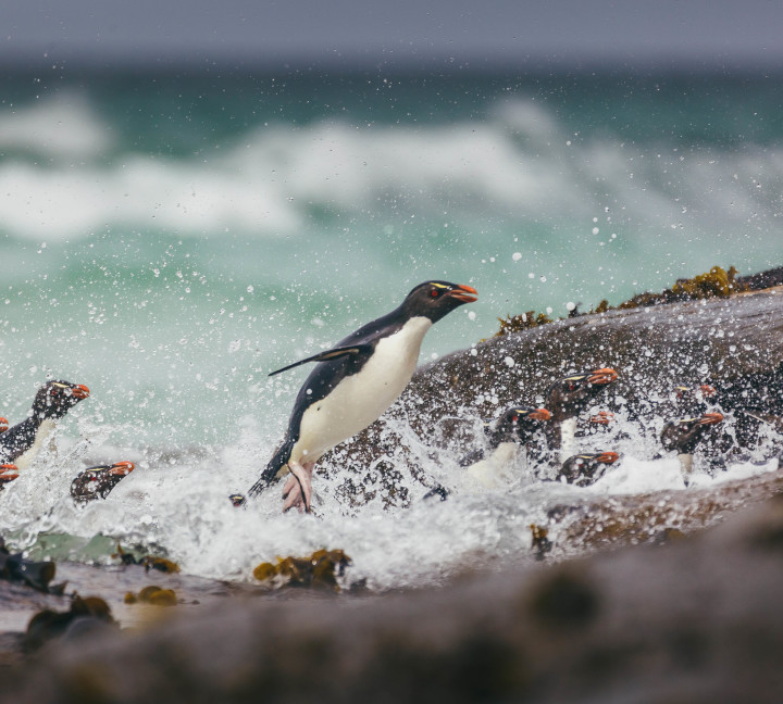 Falkland Islands and South Georgia: 20-Day Wildlife Adventure