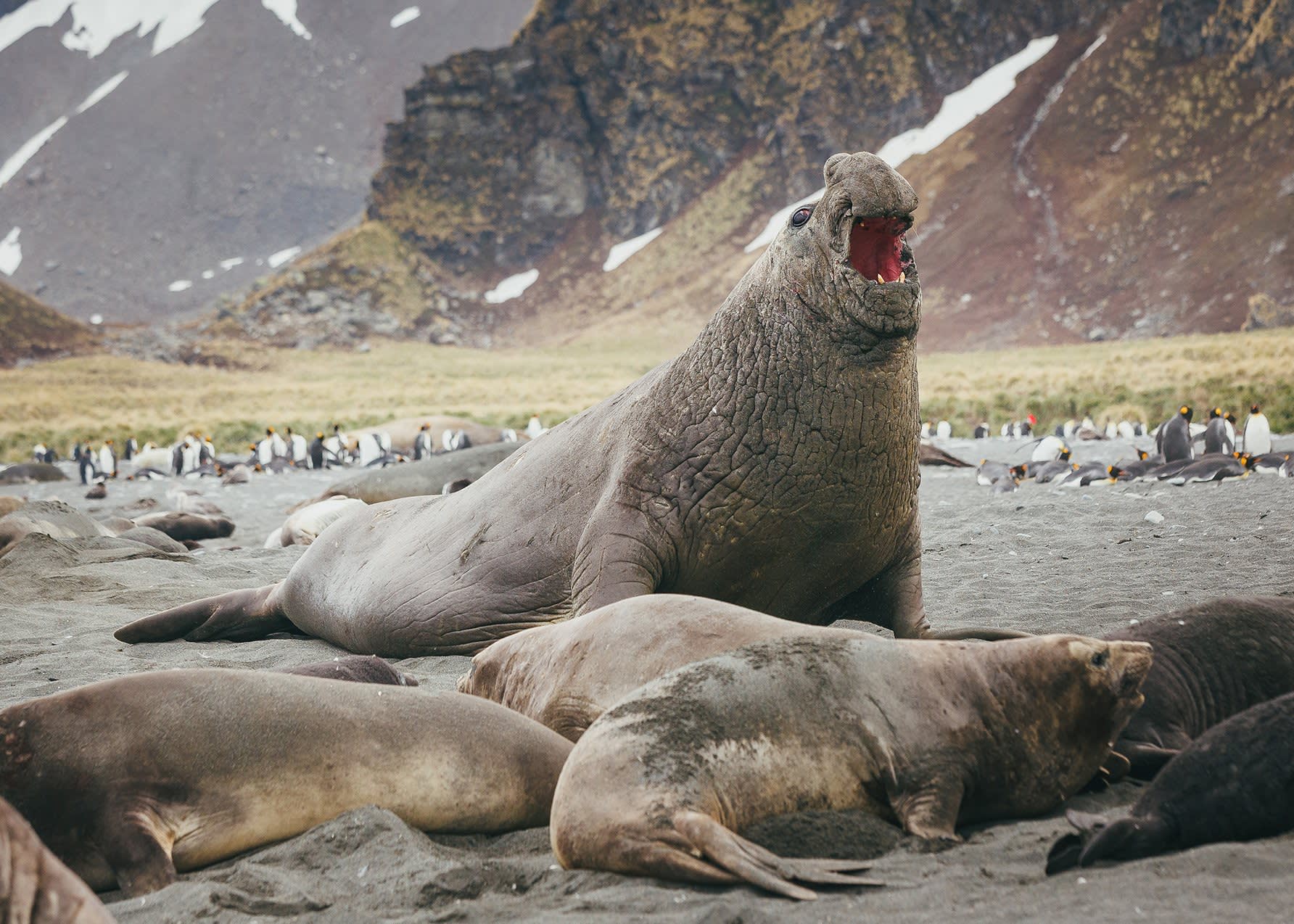 Elephant Seal - South Georgia