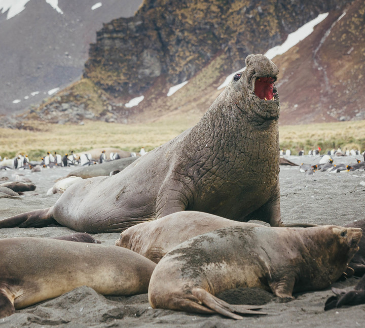 Falkland Islands and South Georgia: 20-Day Wildlife Adventure