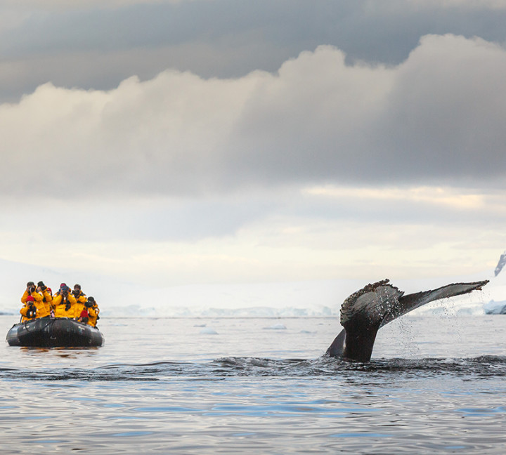 A group of guests in yellow parkas photograph and admire the tail of a humpback whale during its fluke.