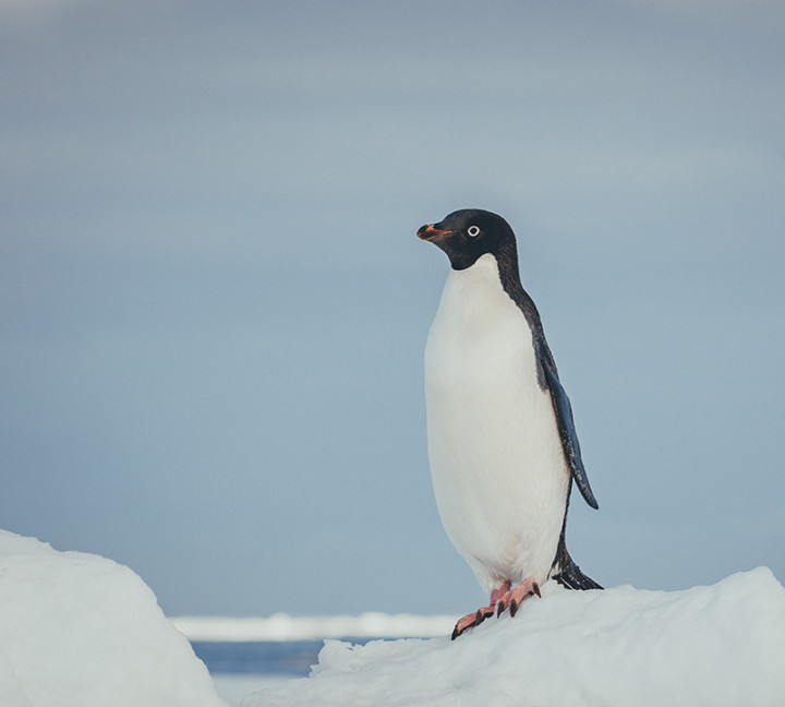 An Adelie penguin stands tall on top of an iceberg.