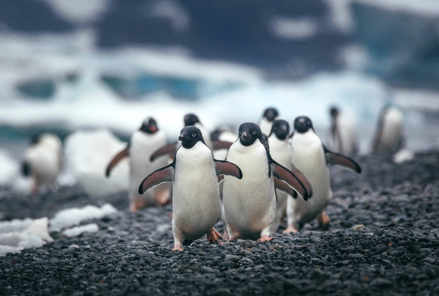 Antarctic Peninsula: A Rare Exploration of the Weddell Sea