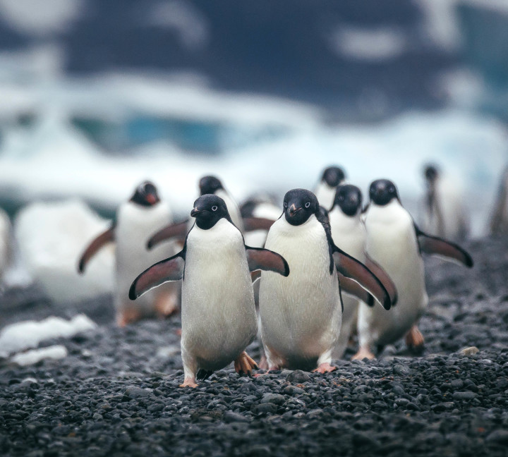 Antarctic Peninsula: A Rare Exploration of the Weddell Sea