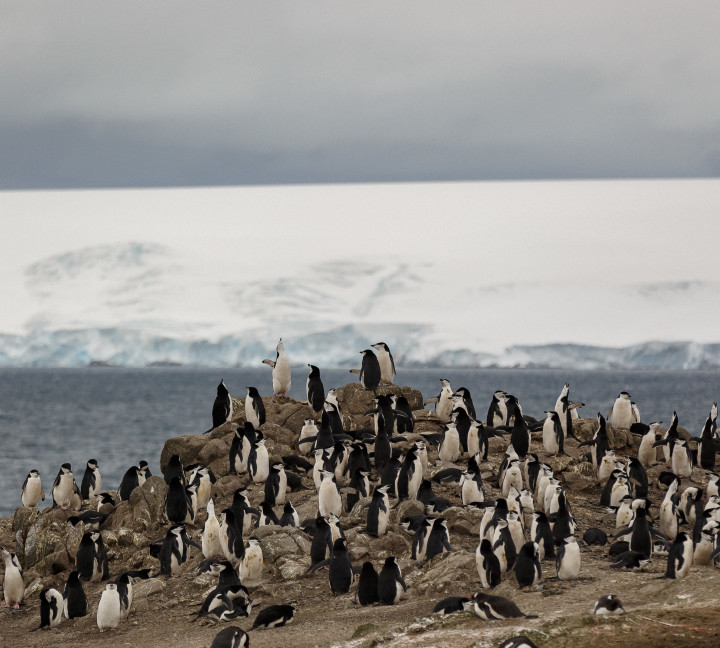 A large group of nesting Chinstrap and Gentoo penguins on rocky outpost.