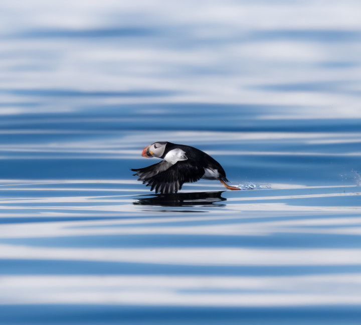 Svalbard in Spring: Sea Ice, Pristine Snow and Wildlife