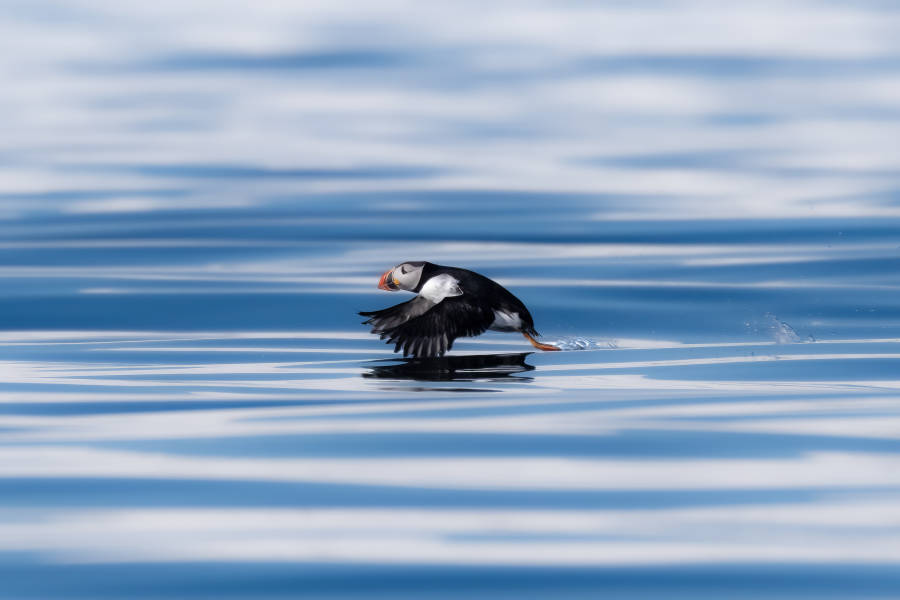 Svalbard in Spring: Sea Ice, Pristine Snow and Wildlife
