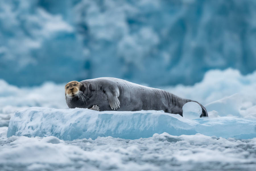 Svalbard in Spring: Sea Ice, Pristine Snow and Wildlife