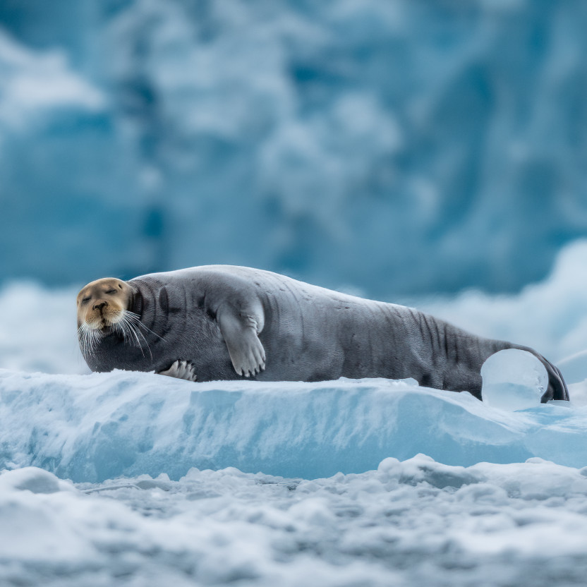 Svalbard in Spring: Sea Ice, Pristine Snow and Wildlife