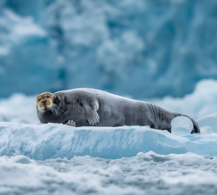 Svalbard in Spring: Sea Ice, Pristine Snow and Wildlife