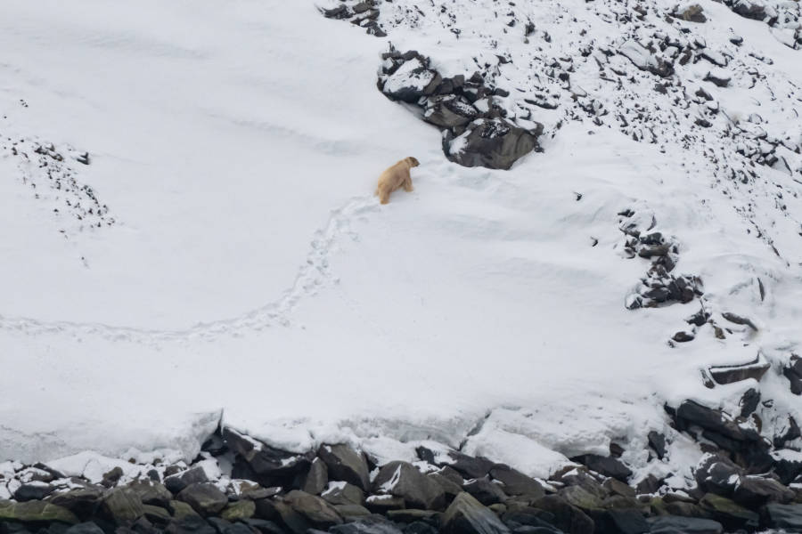 Svalbard in Spring: Sea Ice, Pristine Snow and Wildlife
