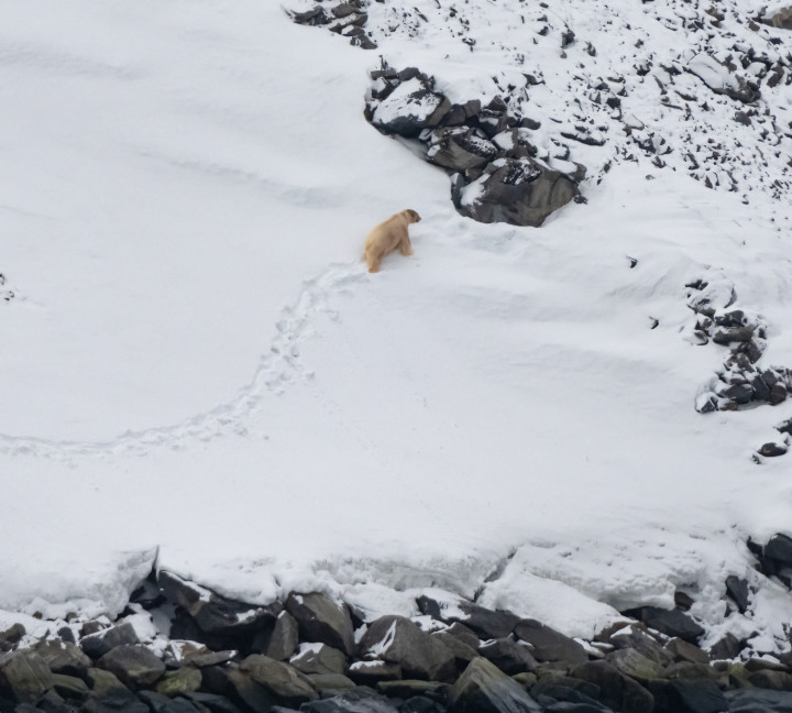 Svalbard in Spring: Sea Ice, Pristine Snow and Wildlife