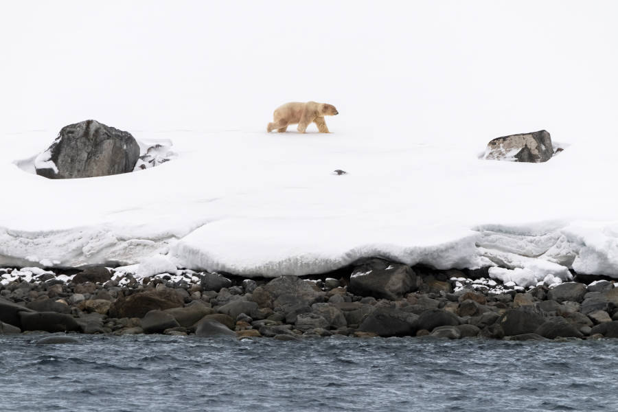 Svalbard in Spring: Sea Ice, Pristine Snow and Wildlife