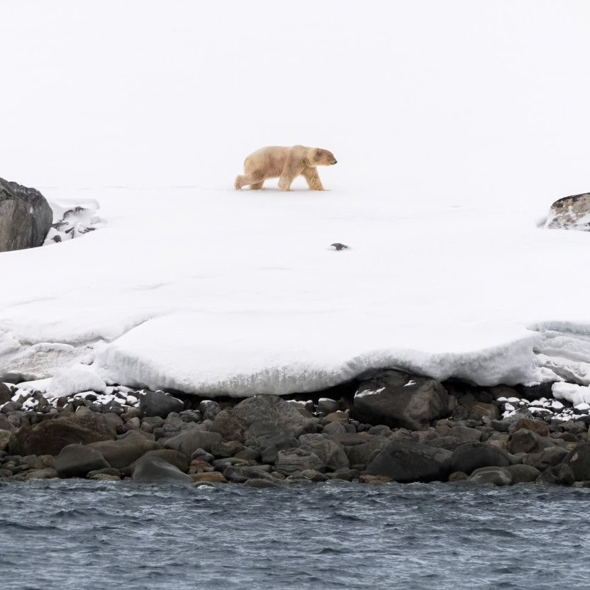 Svalbard in Spring: Sea Ice, Pristine Snow and Wildlife