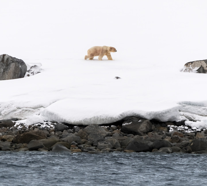 Svalbard in Spring: Sea Ice, Pristine Snow and Wildlife
