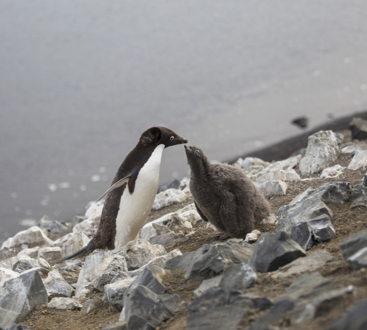 Penguins on Snow Hill