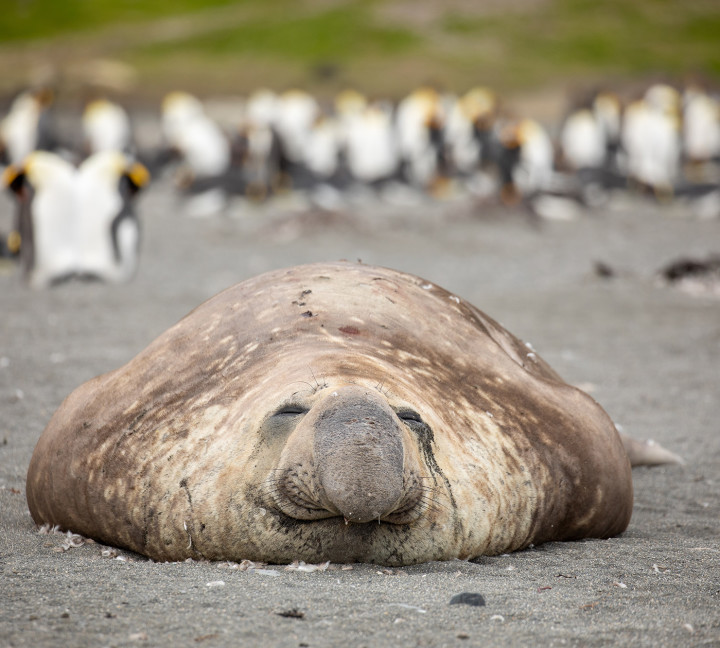 Penguins of the Far South: Falklands, South Georgia and Antarctica