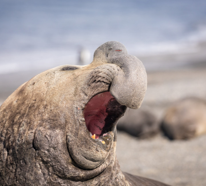 An elephant seal opens their mouth wide at St. Andrew's Bay in South Georgia.