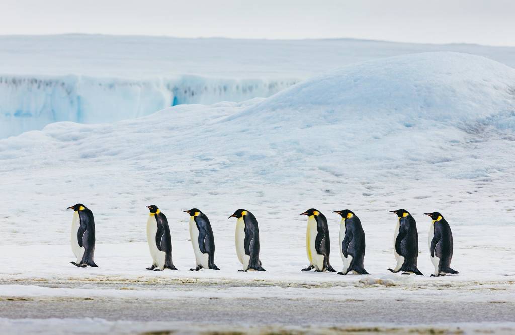 Best Time to See Emperor Penguins in Antarctica