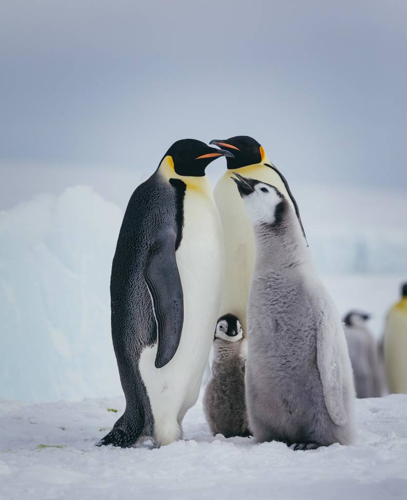 The opportunity to observe penguins in their natural habitat lures travelers to the Antarctic.