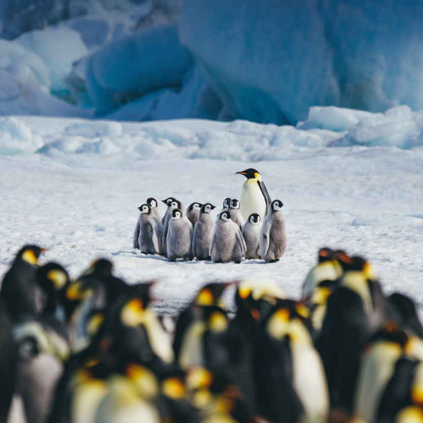 Snow Hill to the Peninsula: Shackleton’s Emperors