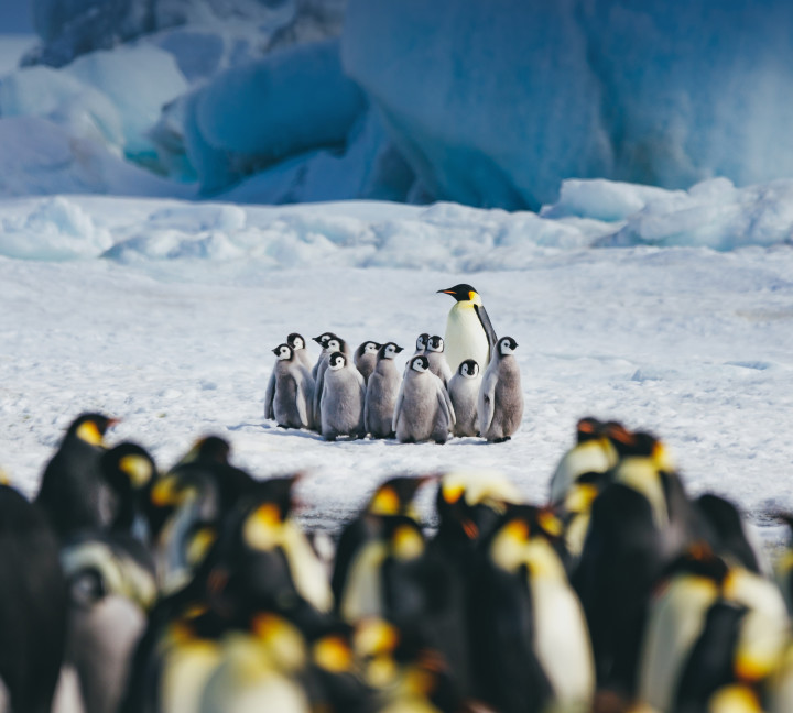 Snow Hill to the Peninsula: Shackleton’s Emperors