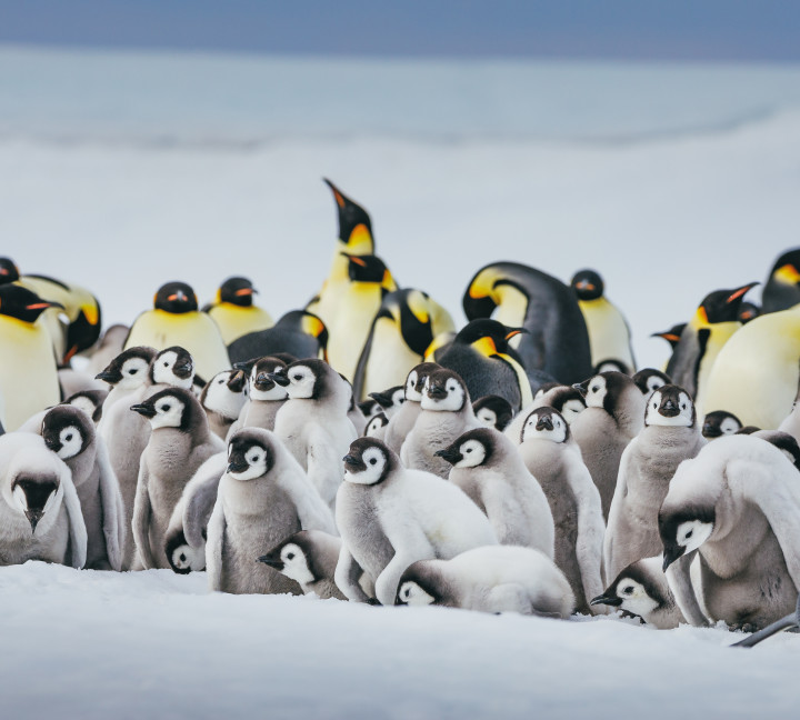 Emperor Penguins at Snow Hill